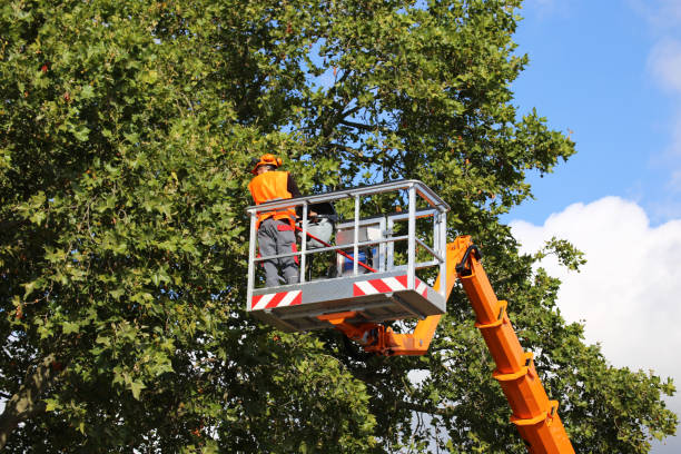 Best Utility Line Clearance  in Stuart, FL