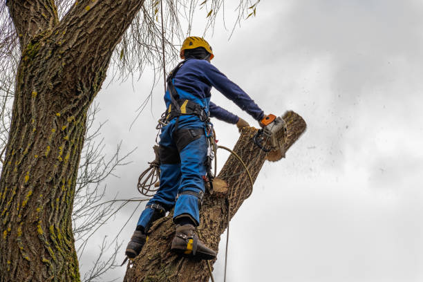 How Our Tree Care Process Works  in  Stuart, FL